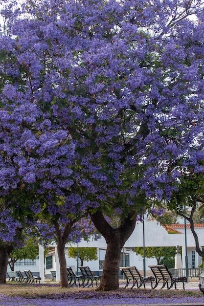 Красивые субтропические деревья Jacaranda mimosifolia в парке.