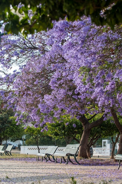 Beautiful Jacaranda mimosifolia sub-tropical trees on a park.