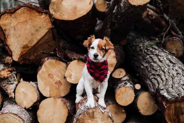 写真 美しいジャック・ラッセル犬が現代のバンドーナを着て山の木のトランクに座っています自然の中のペット