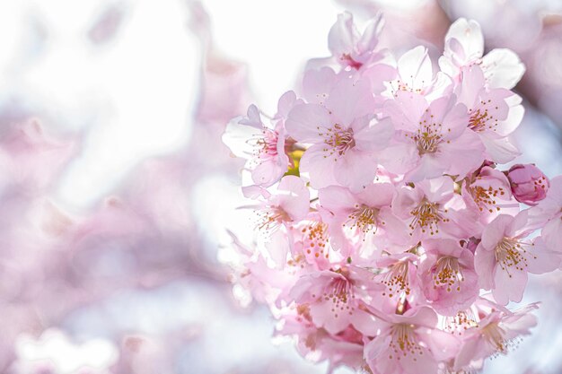 Beautiful Japanese cherry blossoms and fine weathe