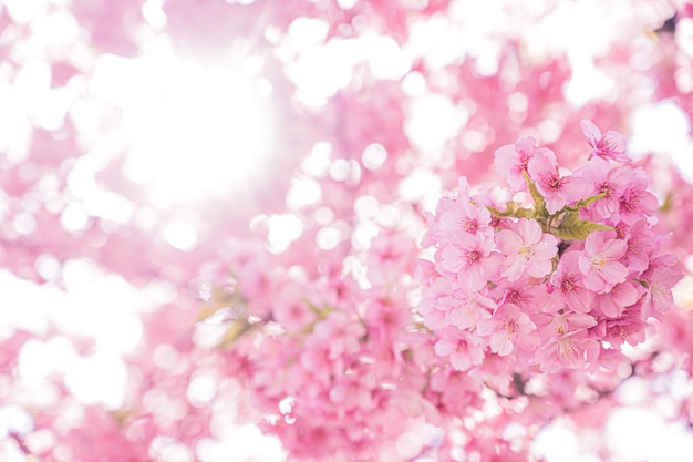 Beautiful Japanese cherry blossoms and sunbeams