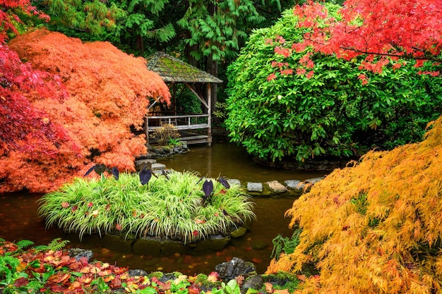 Beautiful Japanese maple trees in the Butchart Gardens