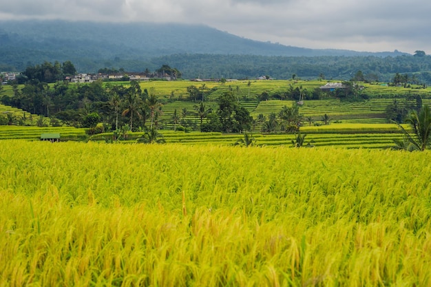 Beautiful Jatiluwih Rice Terraces against the background of famous volcanoes in Bali, Indonesia