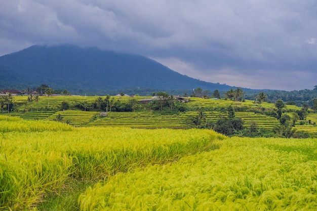 Beautiful Jatiluwih Rice Terraces against the background of famous volcanoes in Bali, Indonesia