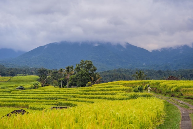 Красивые рисовые террасы Jatiluwih на фоне знаменитых вулканов на Бали, Индонезия.