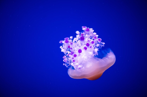 Фото Красивая медуза медуза в неоновом свете с рыбами аквариум с голубыми медузами и большим количеством рыб создание аквариума с кораллами и дикой природой океана подводная жизнь в океанских медузах