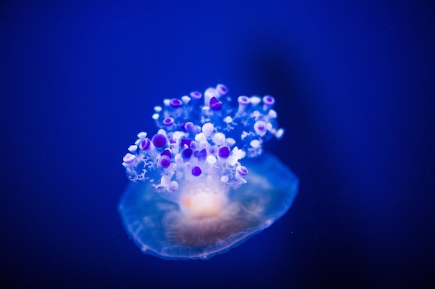 Beautiful jellyfish medusa in the neon light with the fishes\
aquarium with blue jellyfish and lots of fish making an aquarium\
with corrals and ocean wildlife underwater life in ocean\
jellyfish