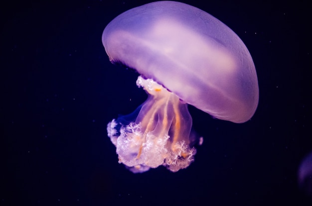 Beautiful jellyfish, medusa in the neon light with the fishes. Aquarium with blue jellyfish and lots of fish. Making an aquarium with corrals and ocean wildlife. Underwater life in ocean jellyfish.