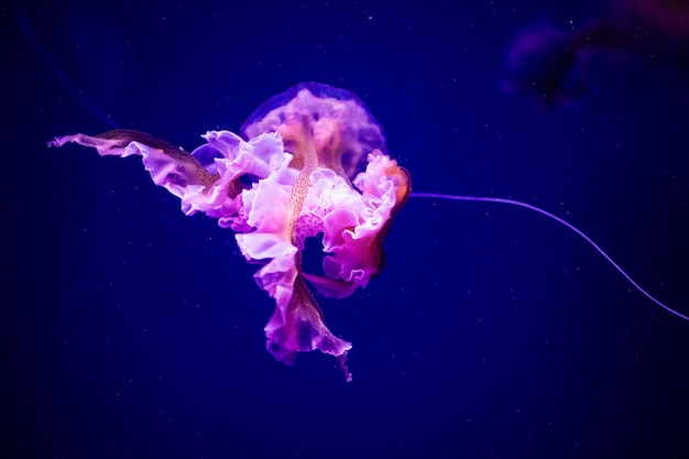 Beautiful jellyfish medusa in the neon light with the fishes\
aquarium with blue jellyfish and lots of fish making an aquarium\
with corrals and ocean wildlife underwater life in ocean\
jellyfish