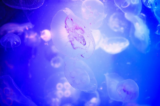 Beautiful jellyfish medusa in the neon light with the fishes Underwater life in ocean jellyfish exciting and cosmic sight