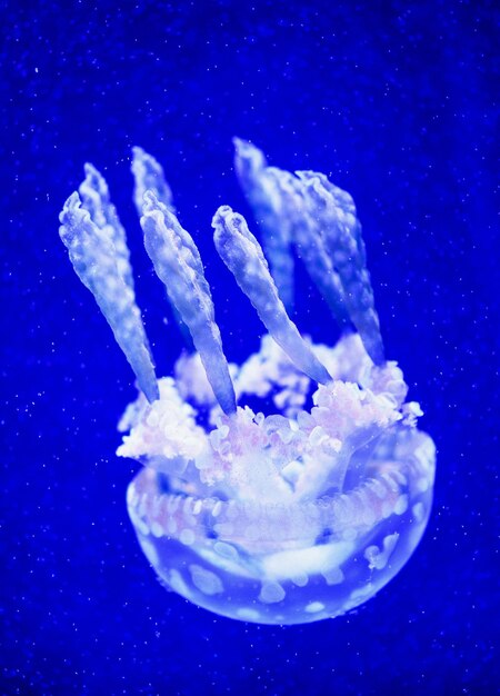 Beautiful jellyfish medusa in the neon light with the fishes
underwater life in ocean jellyfish exciting and cosmic sight