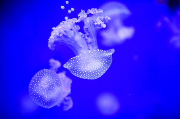 Beautiful jellyfish medusa in the neon light with the fishes
underwater life in ocean jellyfish exciting and cosmic sight