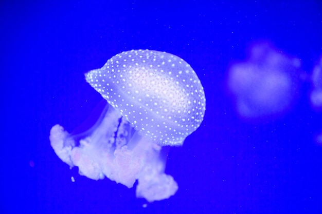 Beautiful jellyfish medusa in the neon light with the fishes
underwater life in ocean jellyfish exciting and cosmic sight