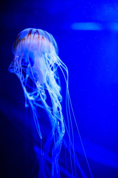 Foto medusa bella medusa alla luce al neon con i pesci vita sottomarina nella vista eccitante e cosmica delle meduse oceaniche