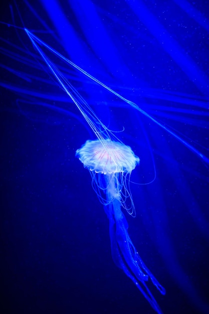 Beautiful jellyfish medusa in the neon light with the fishes
underwater life in ocean jellyfish exciting and cosmic sight