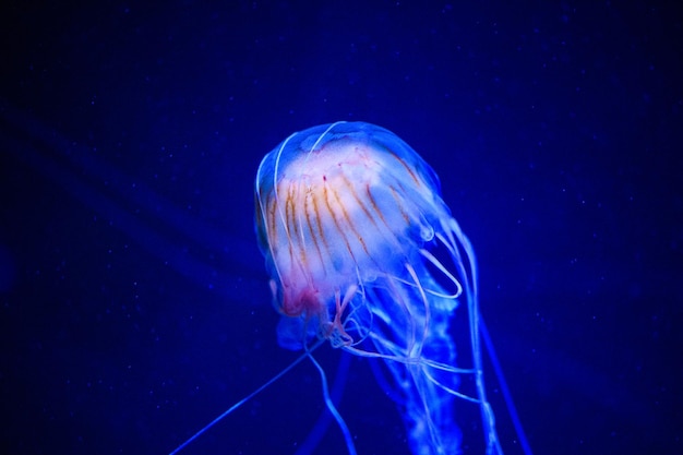 Beautiful jellyfish medusa in the neon light with the fishes
underwater life in ocean jellyfish exciting and cosmic sight