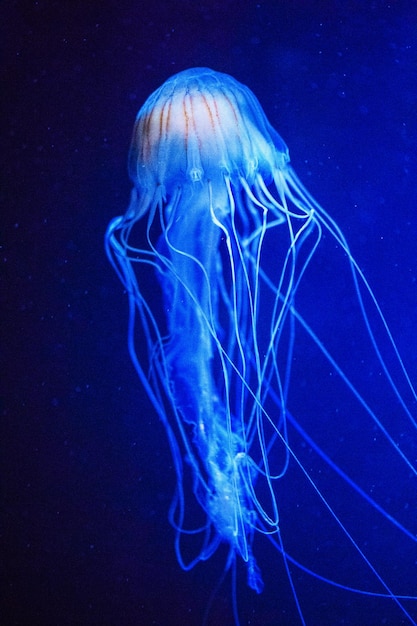 Beautiful jellyfish medusa in the neon light with the fishes\
underwater life in ocean jellyfish exciting and cosmic sight