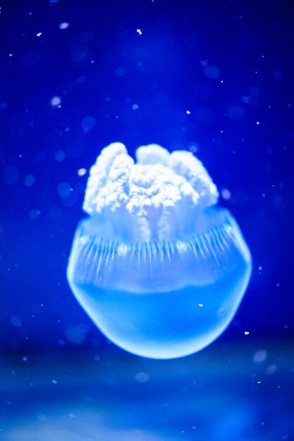 Beautiful jellyfish medusa in the neon light with the fishes
underwater life in ocean jellyfish exciting and cosmic sight