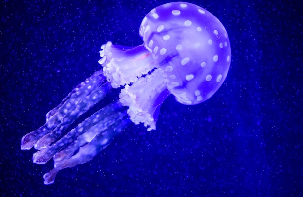 Photo beautiful jellyfish medusa in the neon light with the fishes underwater life in ocean jellyfish exciting and cosmic sight