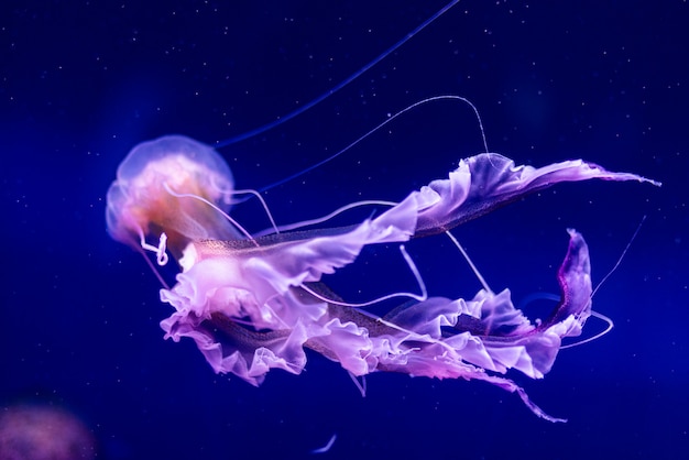 Beautiful jellyfish, medusa in the neon light