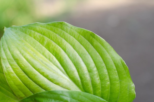 Красивый сочный зеленый лист на размытом фоне