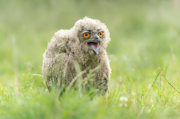 A beautiful juvenile  young European Eagle Owl (Bubo bubo) sitting in high grasses