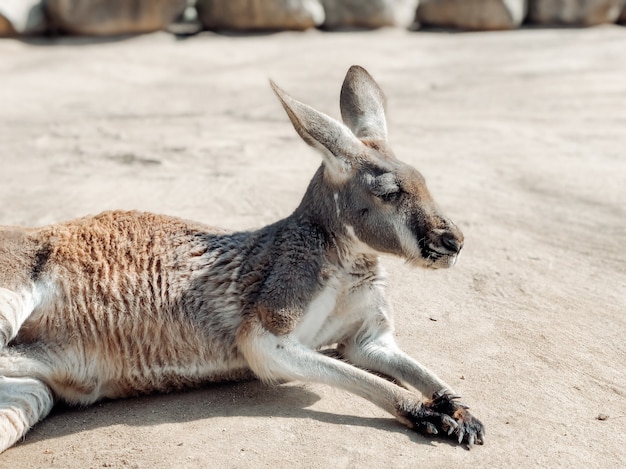 Beautiful kangaroo resting in the sand. Photography of animals. Natural background.