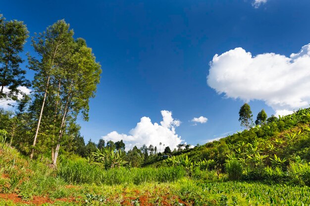 Beautiful Kenyan Highland Valley