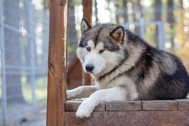 A beautiful and kind Alaskan Malamute shepherd sits in an enclosure behind bars and looks with intelligent eyes. Indoor aviary.