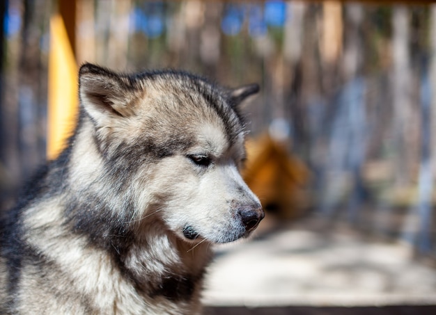 A beautiful and kind alaskan malamute shepherd sits in an\
enclosure behind bars and looks with intelligent eyes. indoor\
aviary.