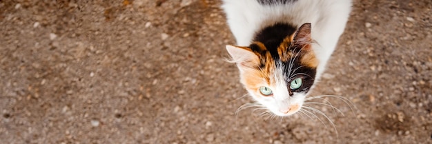 晴れた天気の街の通りのクローズ アップの美しい子猫若いトリコロールのふわふわ子猫愛らしい白赤黒猫野良動物の問題コピー スペース web バナー