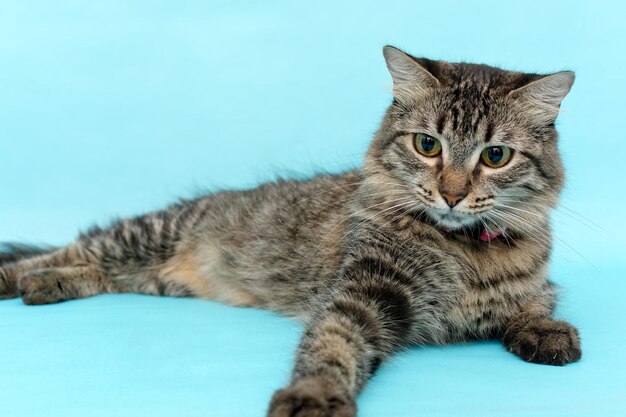 Beautiful kitten lying on blue background