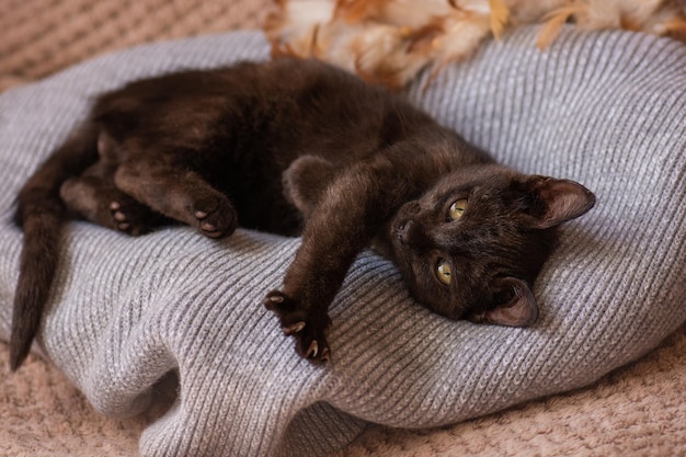 따뜻한 스웨터 고양이가 침대에서 자고 있는 아름다운 새끼 고양이
