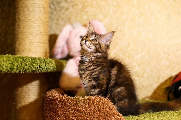 Beautiful kitten in a stripe Maine Coon.