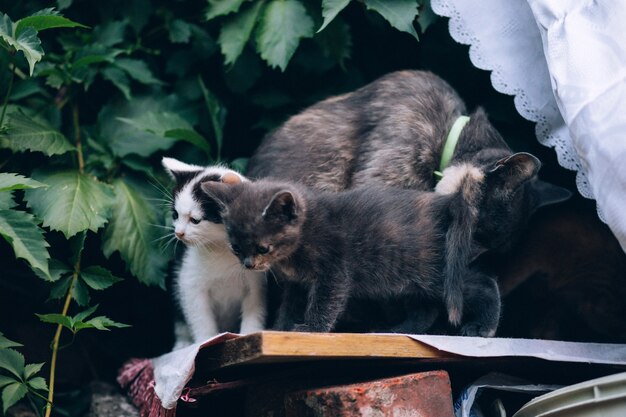 beautiful kittens outdoor