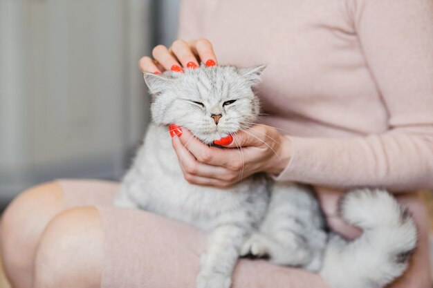 큰 노란 눈을 가진 아름다운 키티소녀의 손에 있는 스코틀랜드 고양이