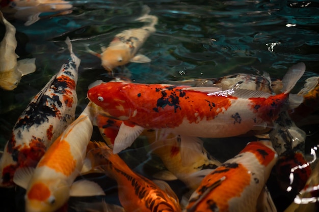 Beautiful koi fish Colorful fancy carp fish on pond fish Koi fish under water Overhead view of koi carps swimming in pond Image of beautiful fish