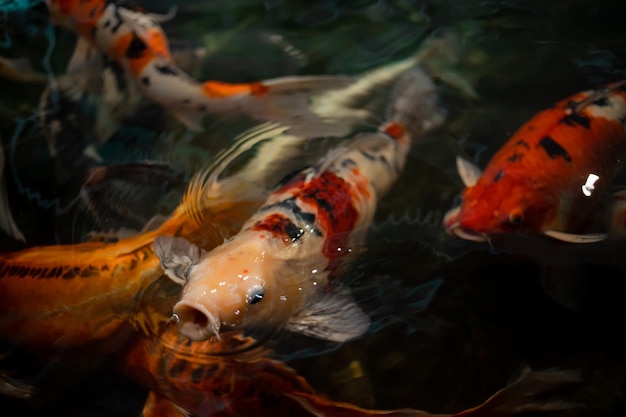 Beautiful koi fish Colorful fancy carp fish on pond fish Koi fish under water Overhead view of koi carps swimming in pond Image of beautiful fish