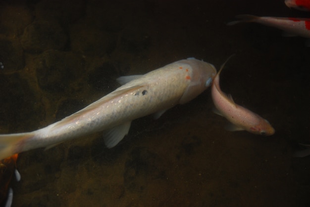 池の美しい鯉の魚