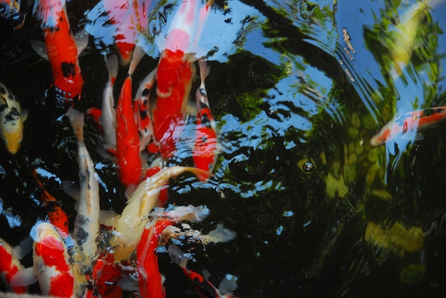 Foto bellissimo pesce koi nello stagno