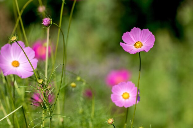 庭の美しいコスメヤの花