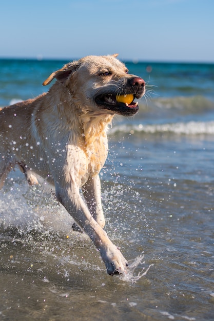 Красивая лабрадорская собака развлекается на пляже