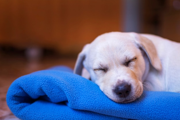 青い毛布の上で可愛く眠る美しいラブラドール子犬