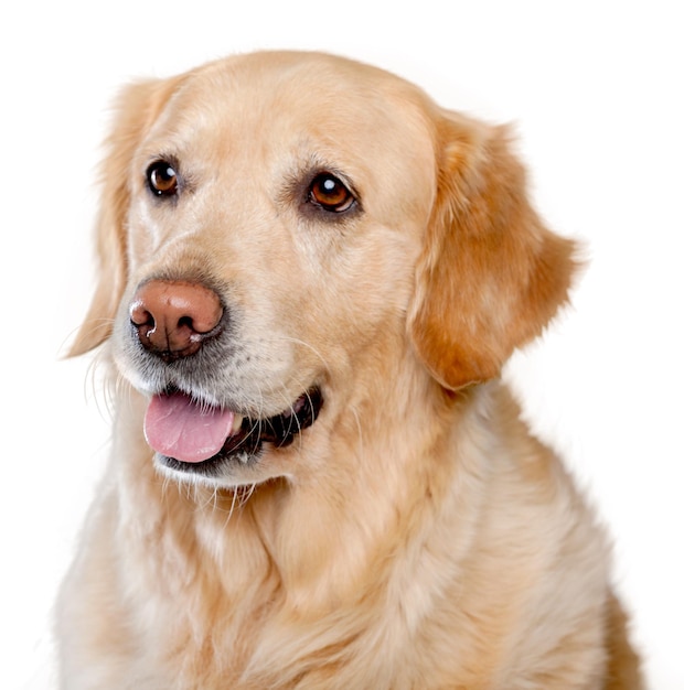 Beautiful Labrador retriever on  white background