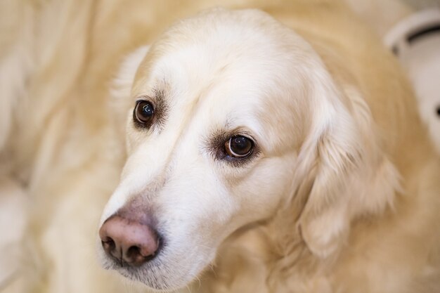 Beautiful Labrador retriever