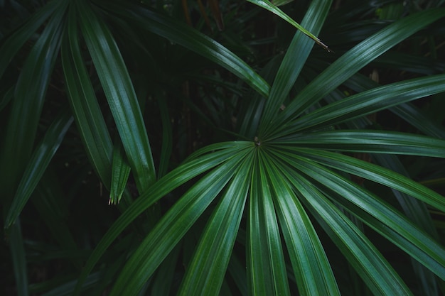 Beautiful lady palm green leaf background