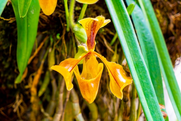 Beautiful Lady' slipper flowers