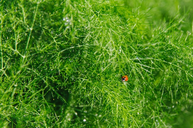 A beautiful ladybug is sitting on a green dill