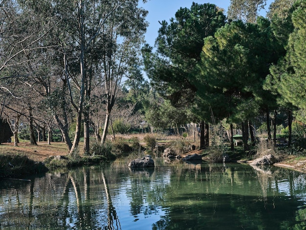 Beautiful lake and trees in nature