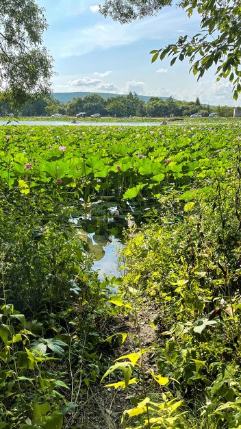 beautiful lake with blooming lotuses